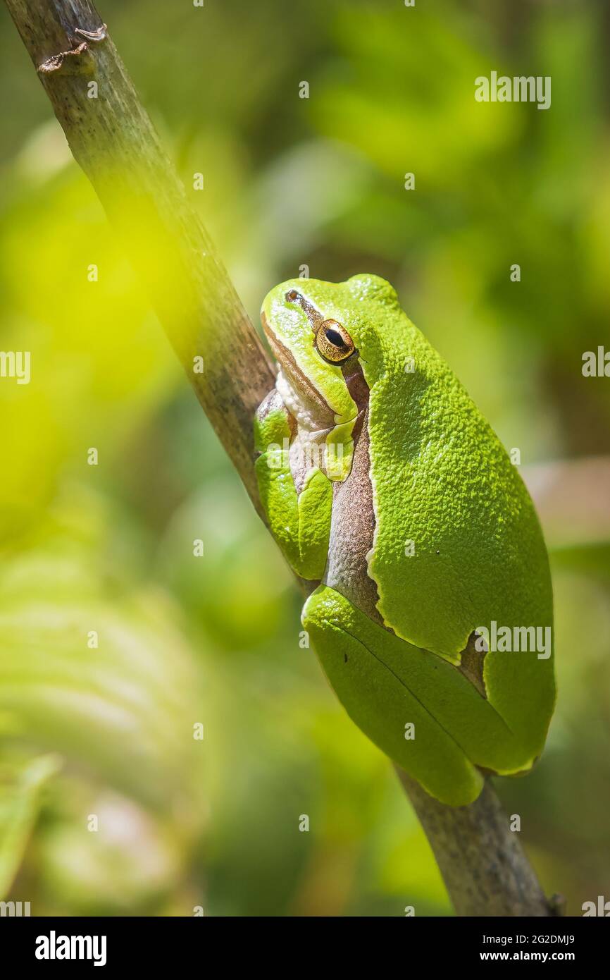 Primo piano di una piccola raganella Hyla arborea, Rana arborea, appoggiato in una boccola di blackberry riscaldamento fino al sole. Foto Stock