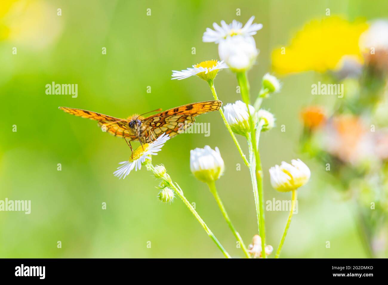 Melitaea didyma, Red-band fritillary o spotted farfalla fritillary che si nutrono di fiori in un colorato prato verde Foto Stock