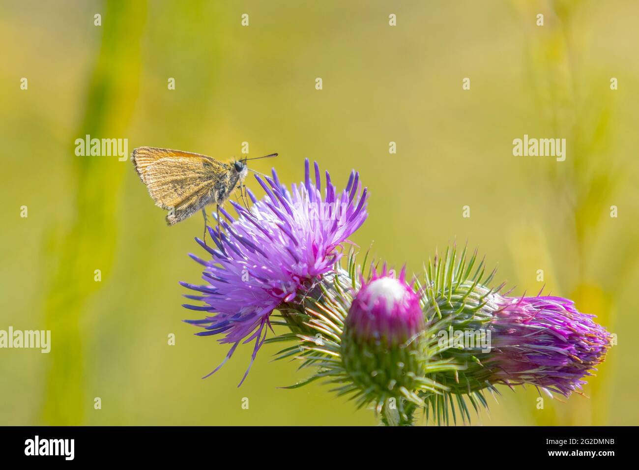 Primo piano di un grande skipper Ochlodes sylvanus butterfly su un viola fiori di cardo bere il nettare. Foto Stock