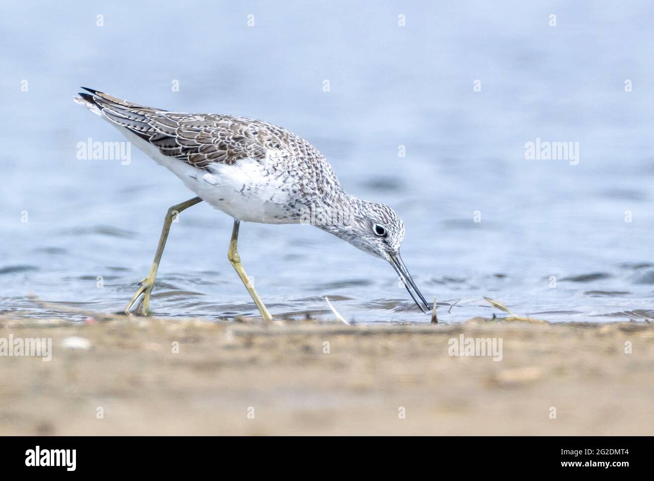 Greenstank comune, Tringa nebularia, uccello paludoso foraggio in zone umide Foto Stock