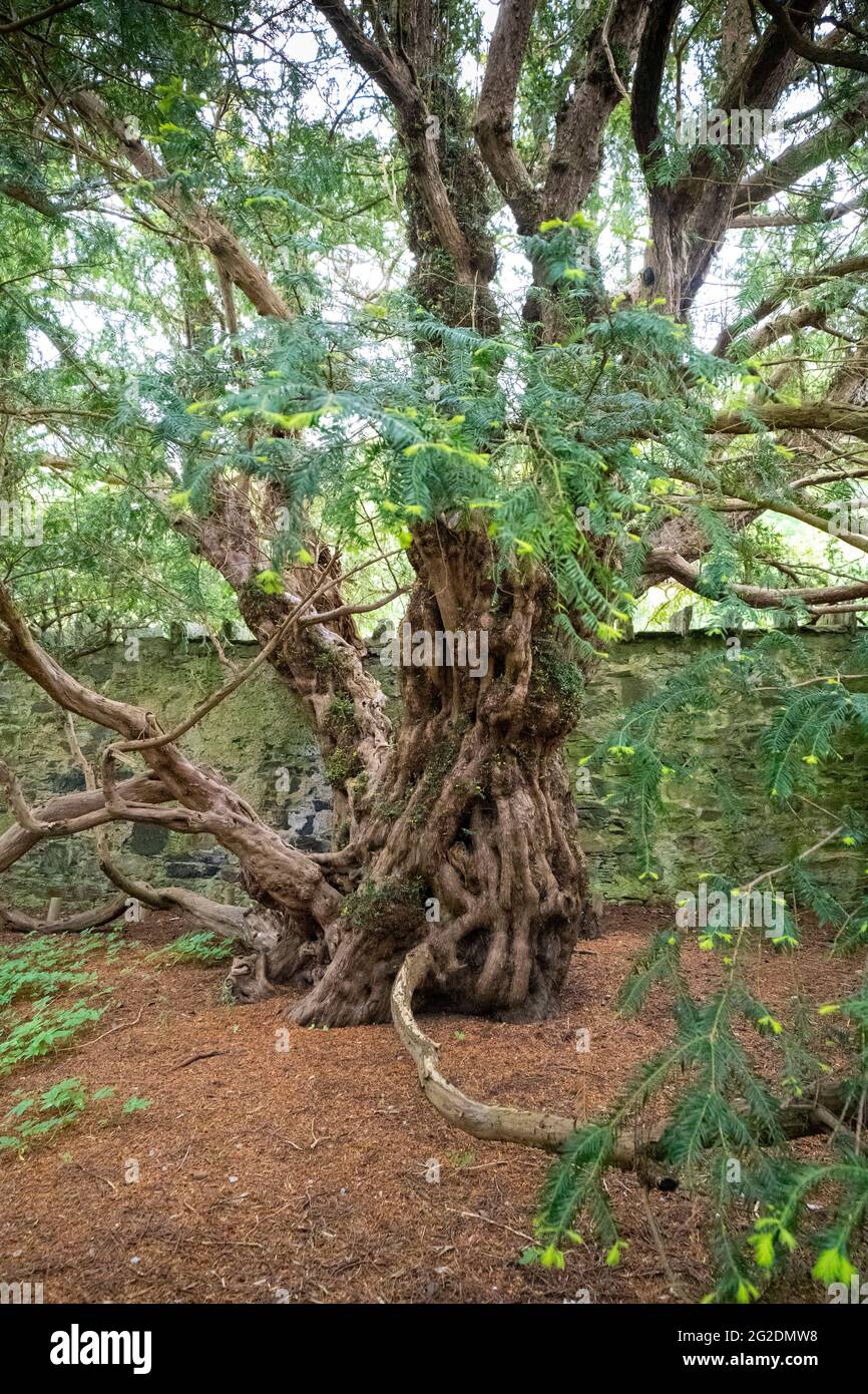 L'albero Fortingall Yew a Fortingall, Glen Lyon, Perthshire, Scozia, Regno Unito Foto Stock