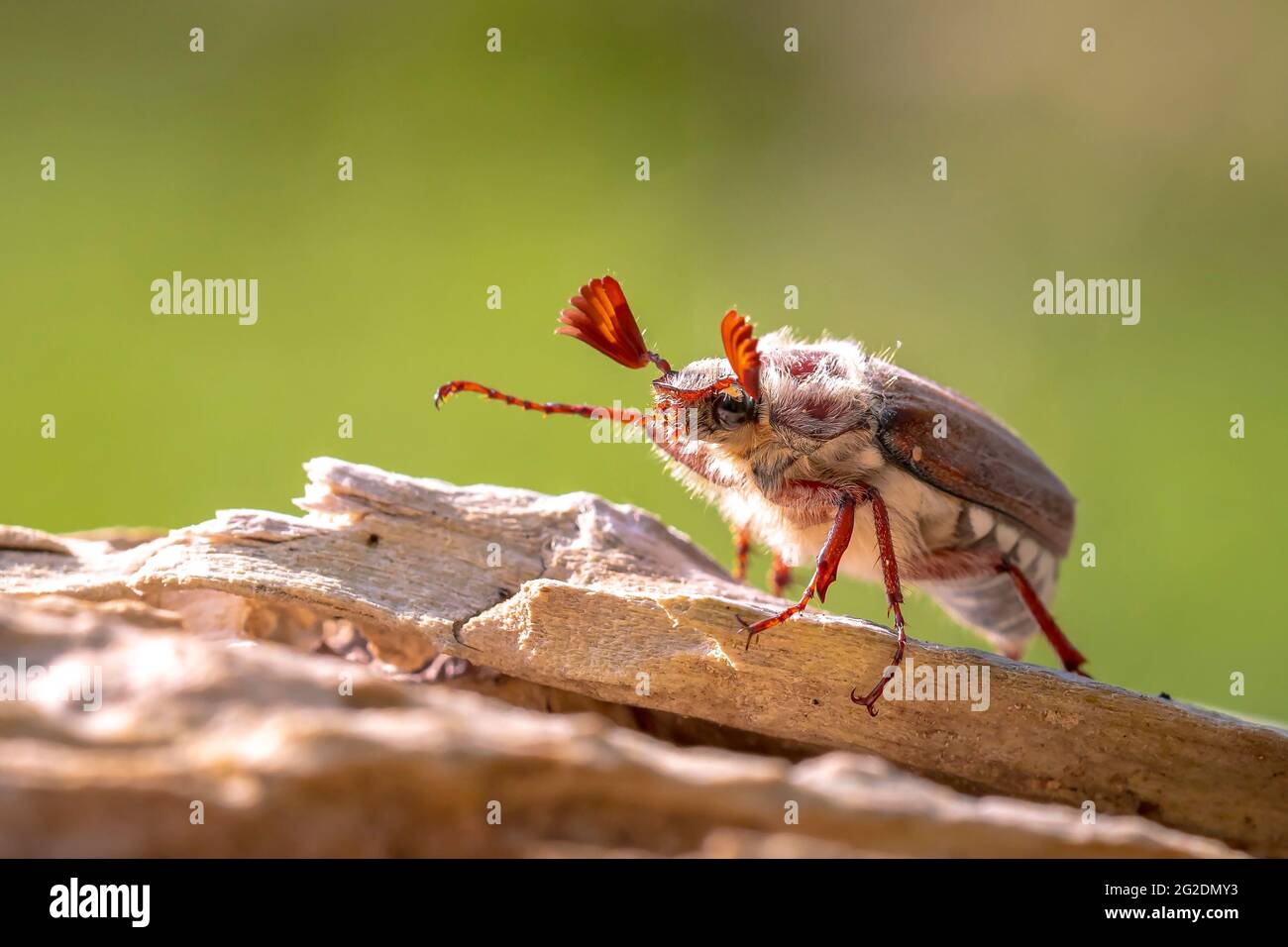 Closeup di un cockchafer foresta, melolontha hippocastani, foragging su un tronco di albero di legno Foto Stock
