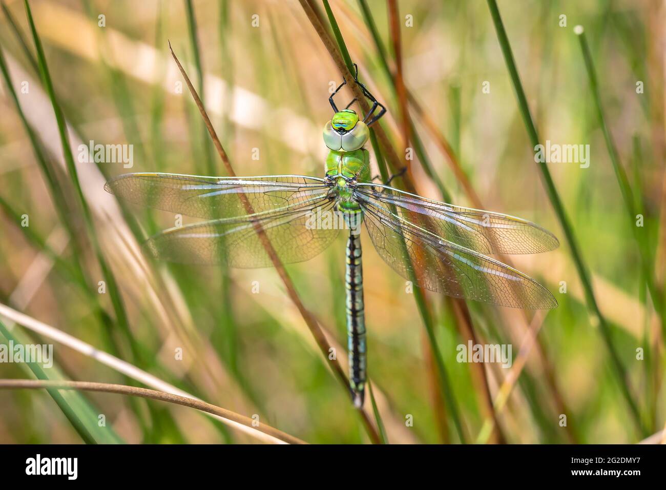 Primo piano di un imperatore libellula blu o imperatore Anax imperator, appoggiato in vegetazione su una soleggiata giornata estiva Foto Stock