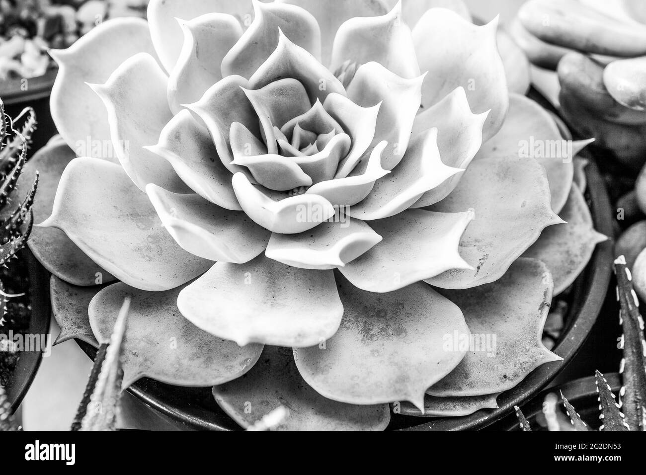 Succulente echeveria pianta macro sfondo, primo piano Foto Stock