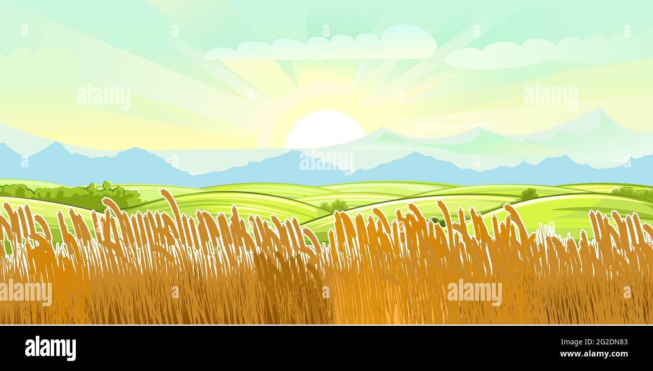 Campi di grano. Paesaggio rurale villaggio. Prati colline e pascoli. Spighe di cereali orzo, segale. Campagna rustica estiva paesaggio. Illustrazione. Vettore Illustrazione Vettoriale