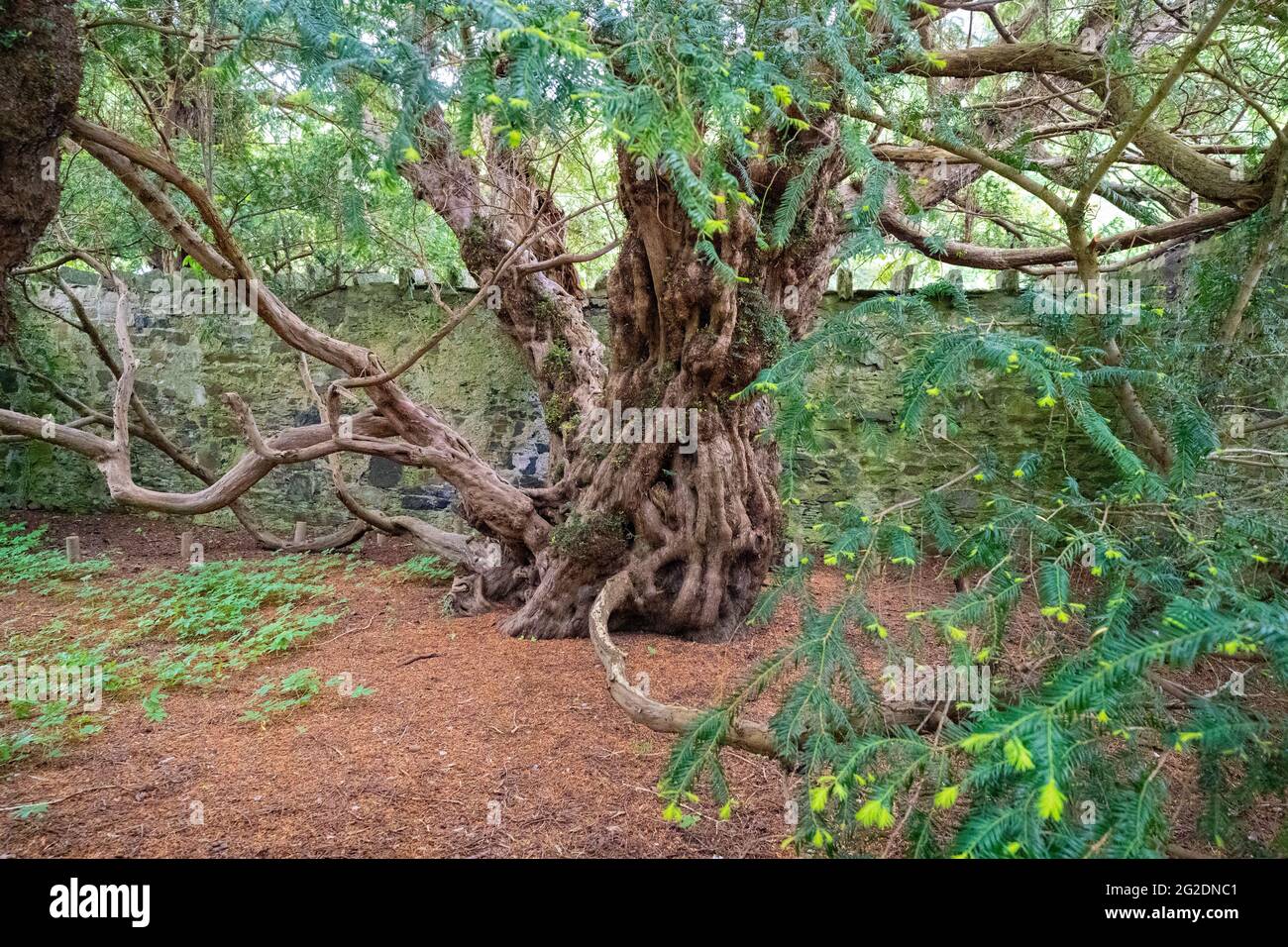 L'albero Fortingall Yew a Fortingall, Glen Lyon, Perthshire, Scozia, Regno Unito Foto Stock
