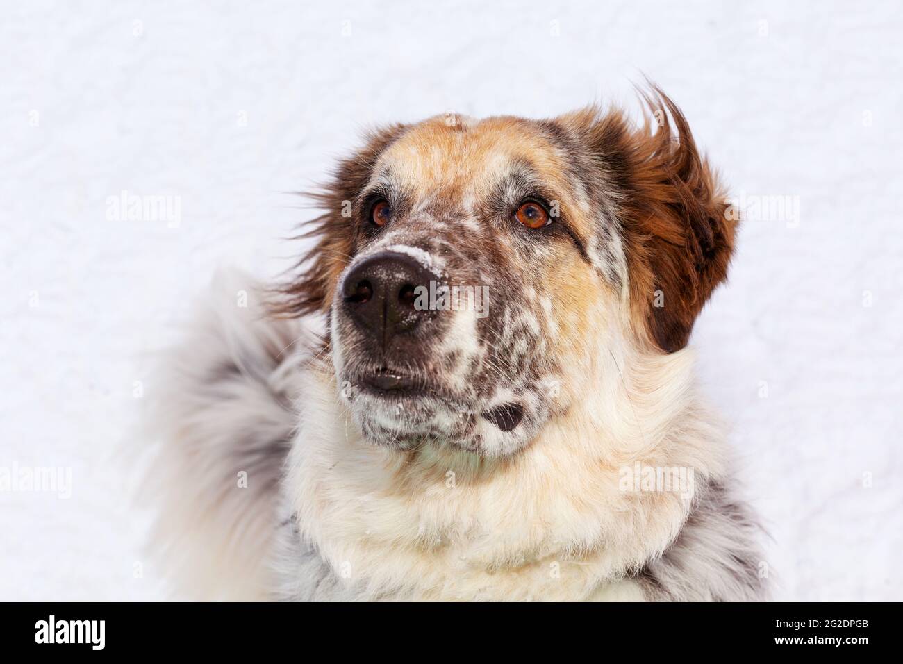Attento guardando in alto grande cane faccia primo piano ritratto Foto Stock