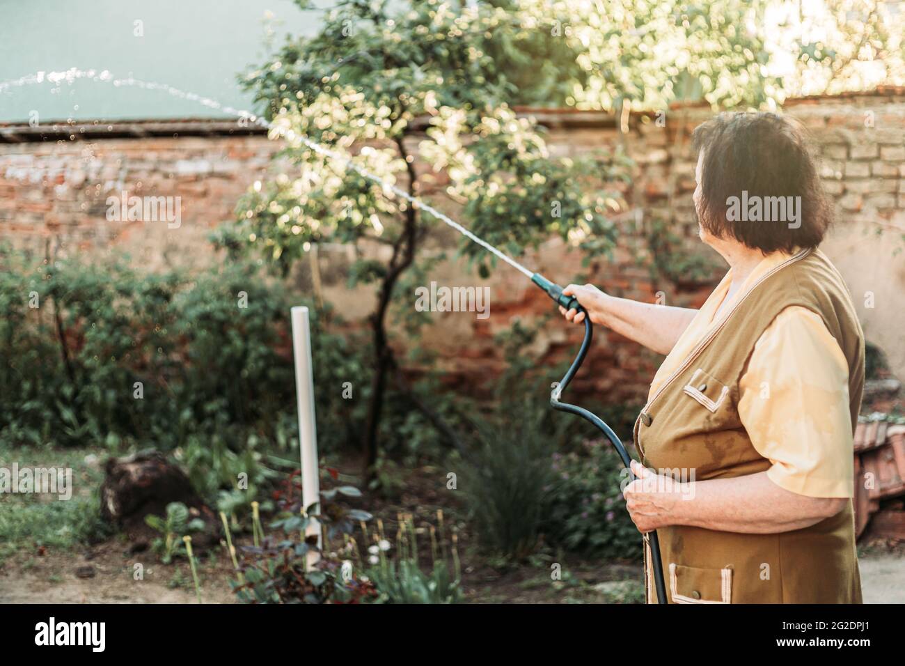 Donna anziana che tiene tubo di giardinaggio, annaffiatura giardino Foto Stock