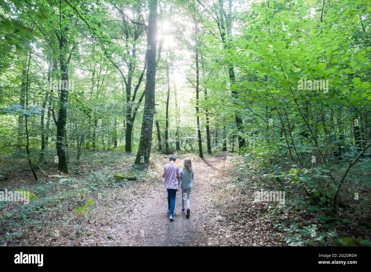 Una famiglia che esplora i boschi in una passeggiata in Francia in estate con una bella luce. Foto Stock