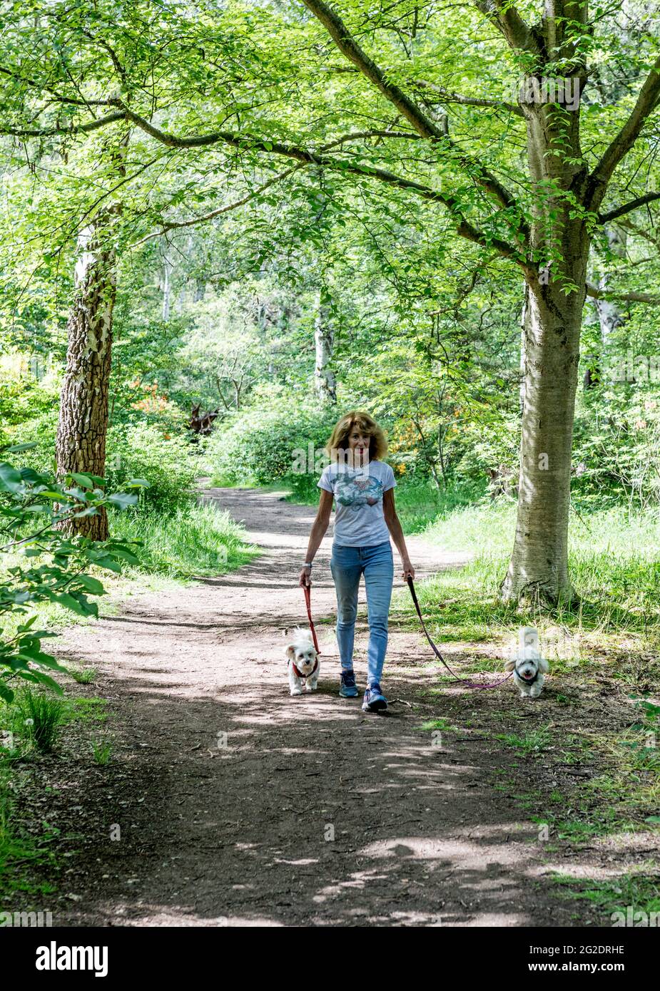 A Woman Walking Her Maltese Terriers in Richmond Park London UK Foto Stock
