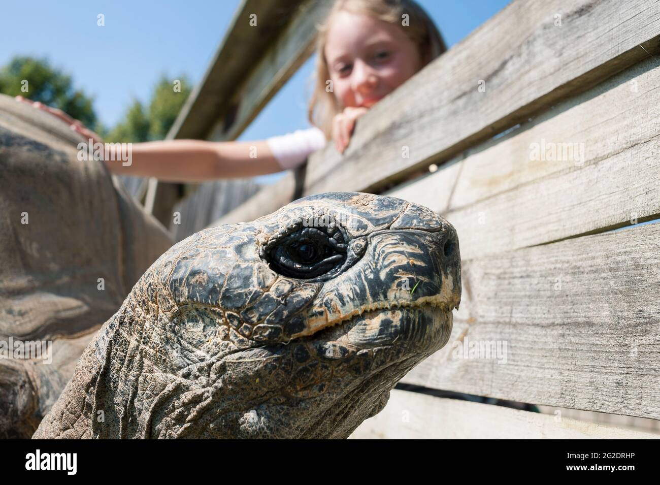 Un'esperienza in famiglia uno zoo speciale per rettili chiamato Alligator Bay nel nord della Francia. Foto Stock