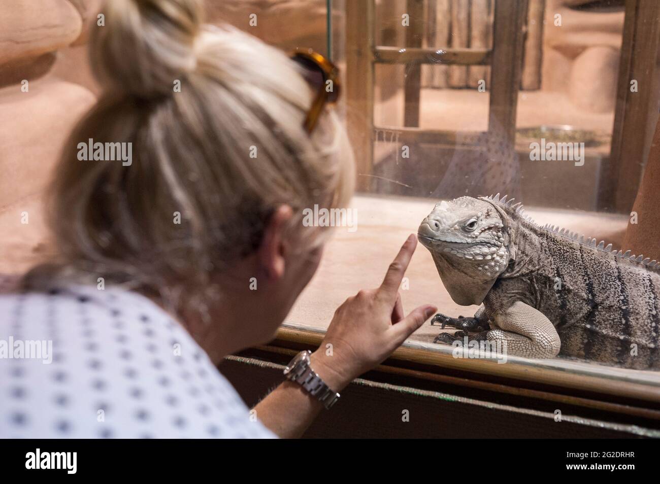 Un'esperienza in famiglia uno zoo speciale per rettili chiamato Alligator Bay nel nord della Francia. Foto Stock