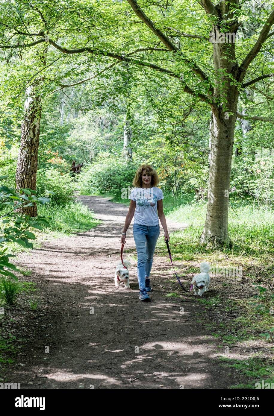 A Woman Walking Her Maltese Terriers in Richmond Park London UK Foto Stock