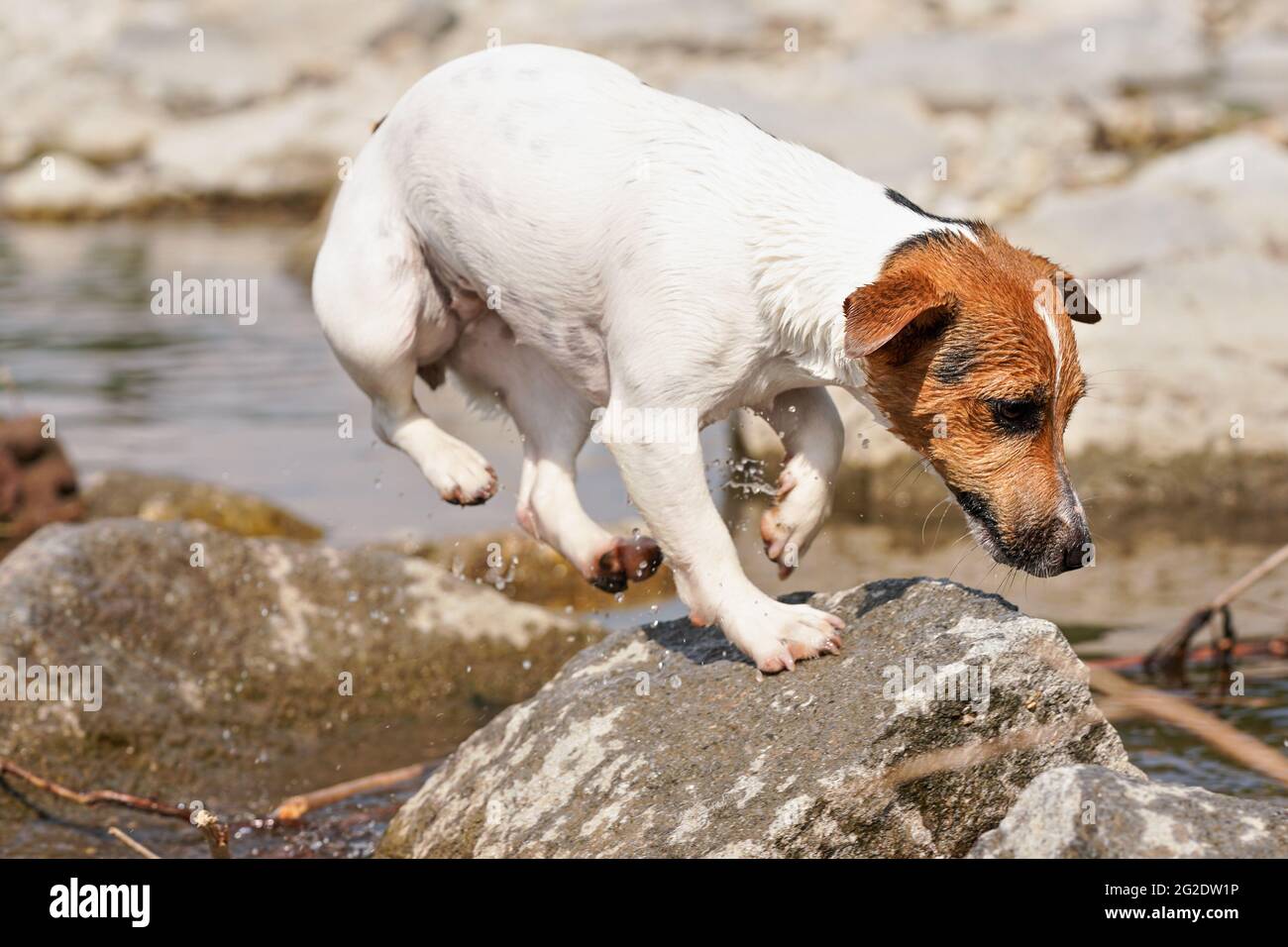 Il piccolo Jack Russell terrier gioca nel fiume poco profondo in giornata di sole, saltando dall'acqua alla pietra, gocce che spruzzano intorno Foto Stock