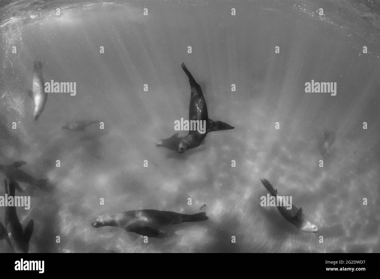 Leone marino sudamericano subacqueo, Penisola Valdes, Patagonia, Argentina. Foto Stock