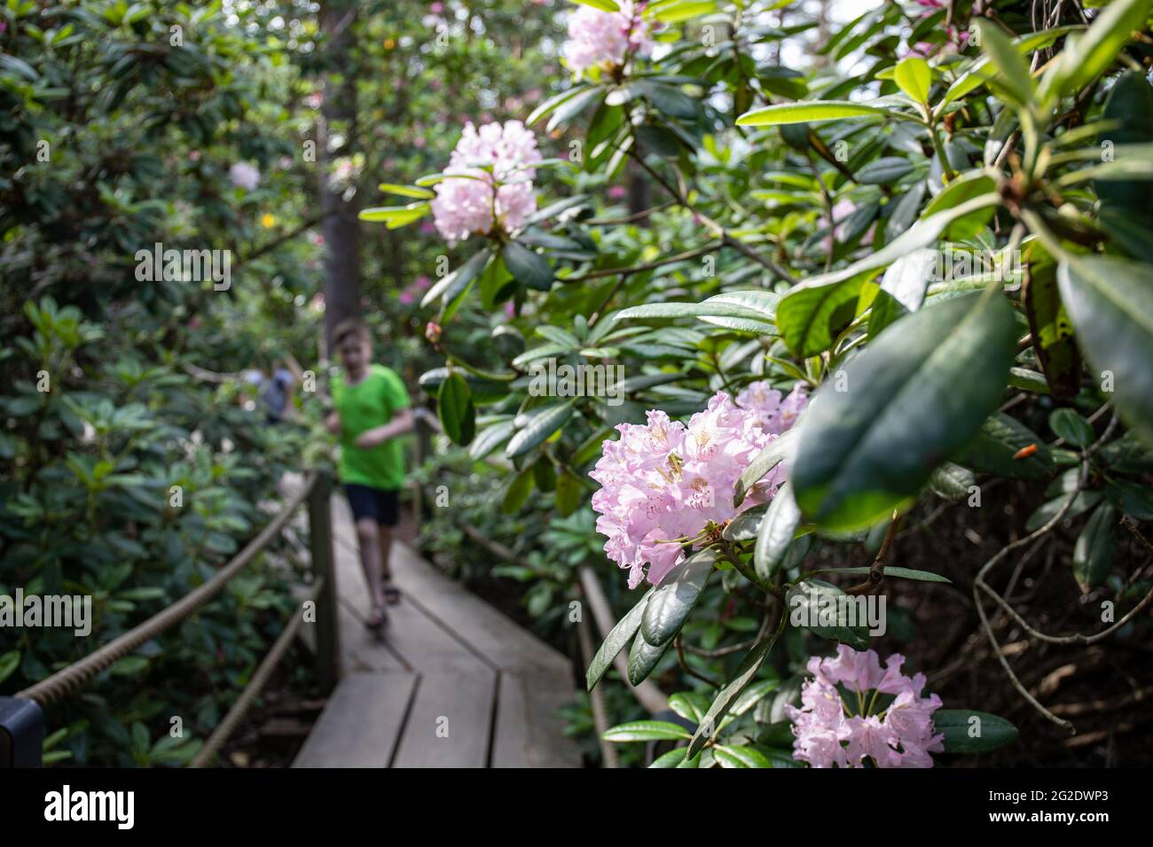 Haaga Rhododendron Park. Fiori a fuoco, ragazzino in corsa su passerella di legno sullo sfondo. Helsinki, Finlandia. Foto Stock