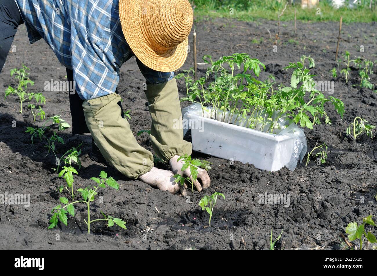 Giardiniere piantare una piantina di pomodoro nell'orto Foto Stock