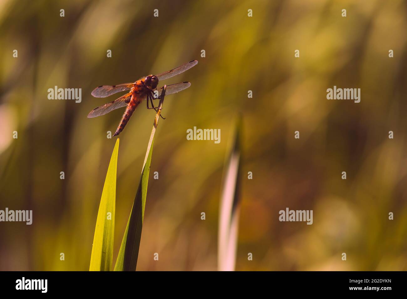 Big Dragonfly si siede su un Reed, Nice Dragonfly su canna con bella Bokeh, artfully Dragonfly Foto Foto Stock