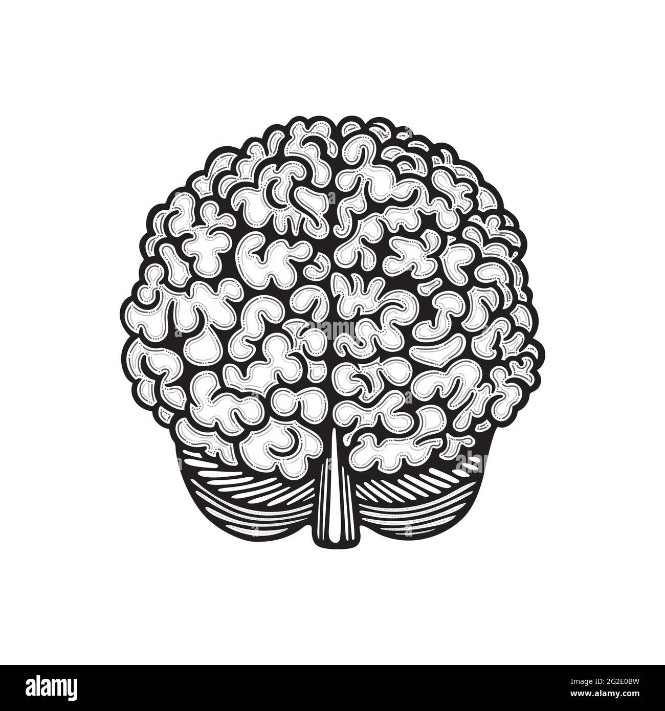 Emisferi cerebrali. Vista frontale del cervello umano illustrazione vettoriale disegnata a mano. Disegno del contorno del cervello. Parte del set. Illustrazione Vettoriale