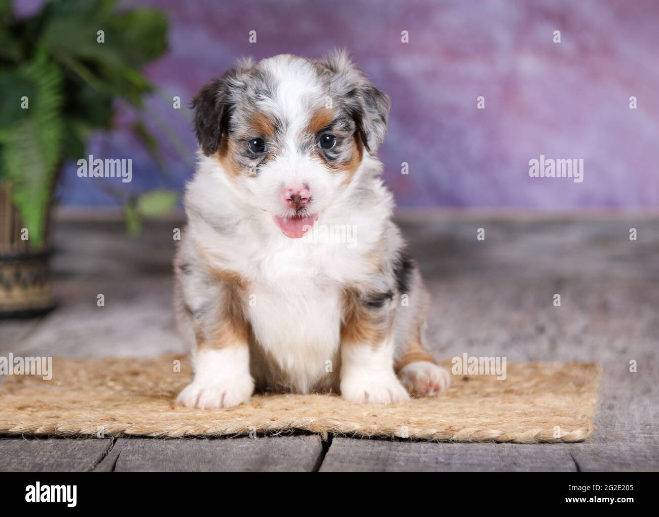 blue merle tri aussiedoodle