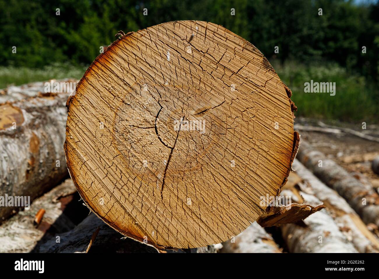 Gli uccelli di ceppo si trovano su una segheria in estate. Foto di alta qualità Foto Stock