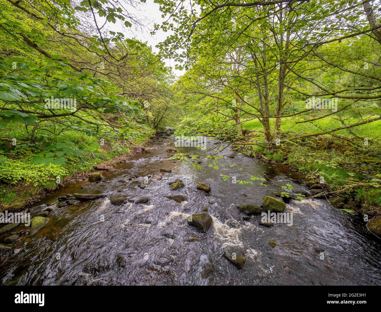 Hardcastle Crags, valle boscosa di Pennine nello Yorkshire occidentale, Inghilterra Foto Stock