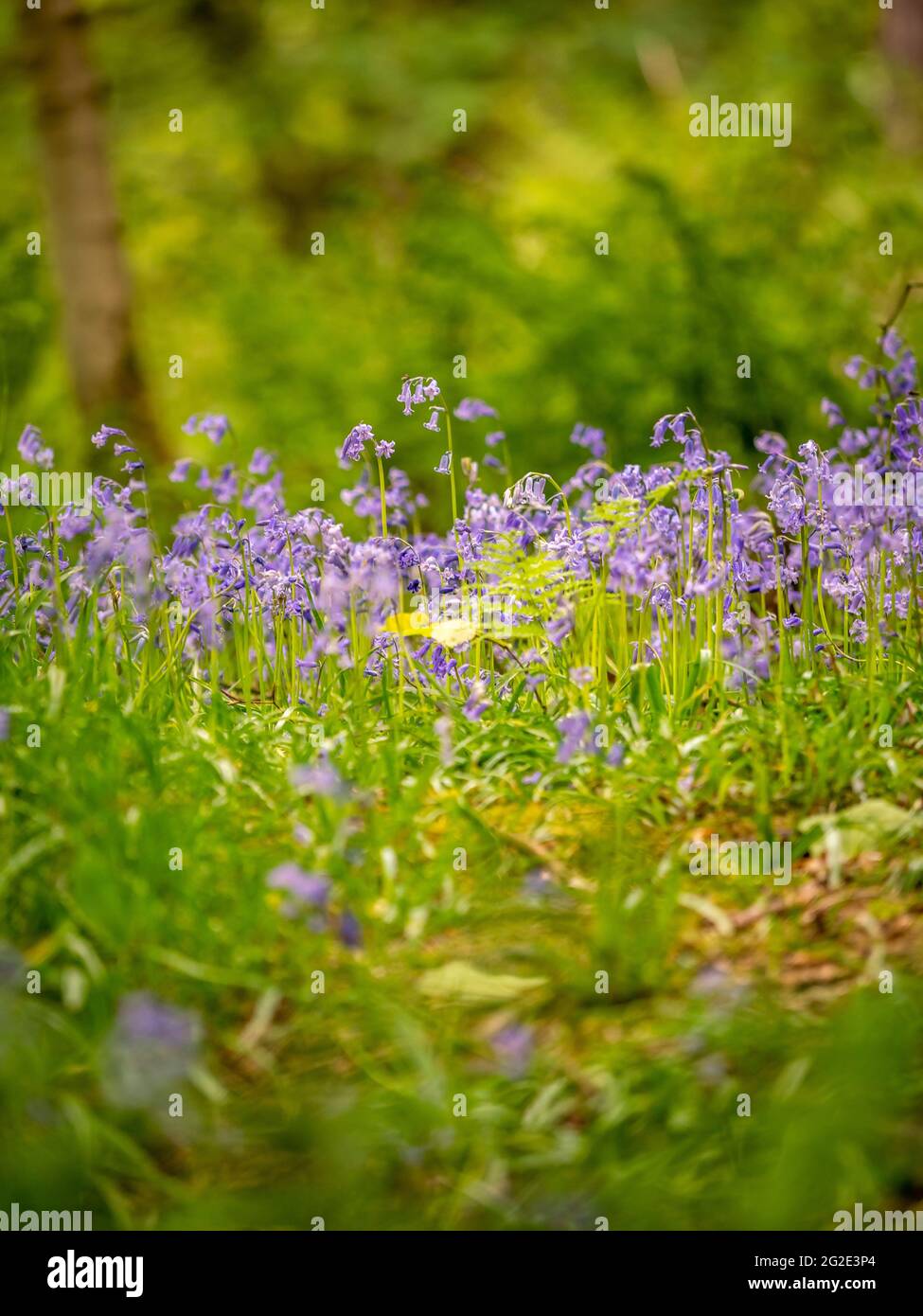 Bluebells sparato a livello del suolo, a Hardcastle Crags, boscosa Pennine Valley in West Yorkshire, Inghilterra. Foto Stock