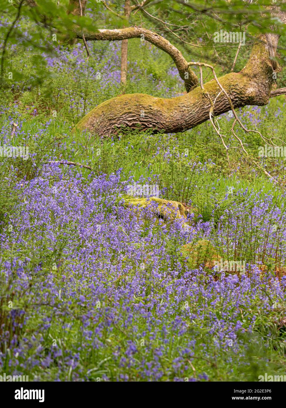 Bluebells a Hardcastle Crags, boscosa valle di Pennine in West Yorkshire, Inghilterra Foto Stock