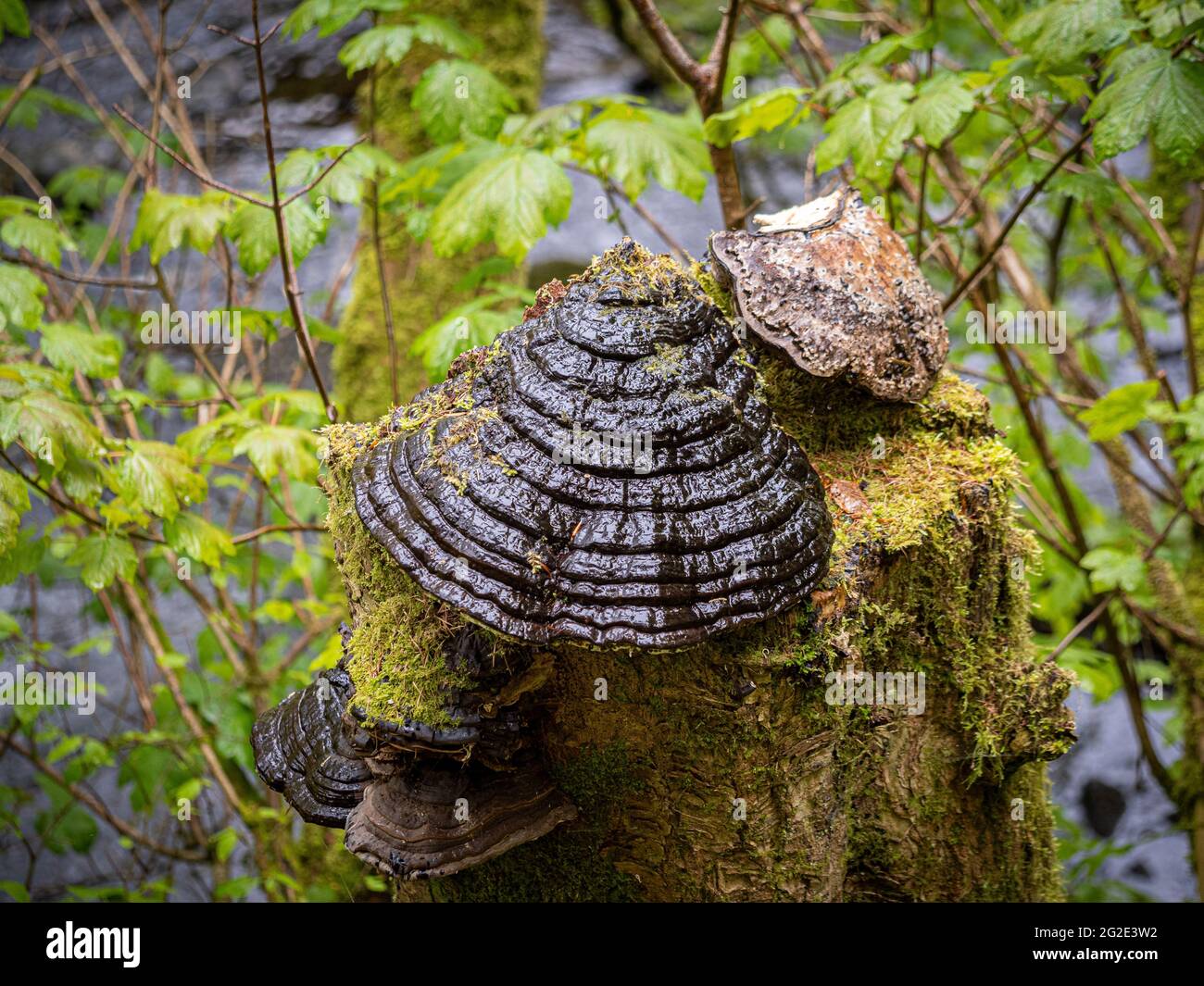 Funghi che crescono sul ceppo di albero Foto Stock