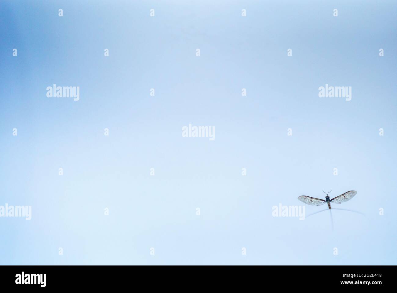 Mayfly in volo Foto Stock