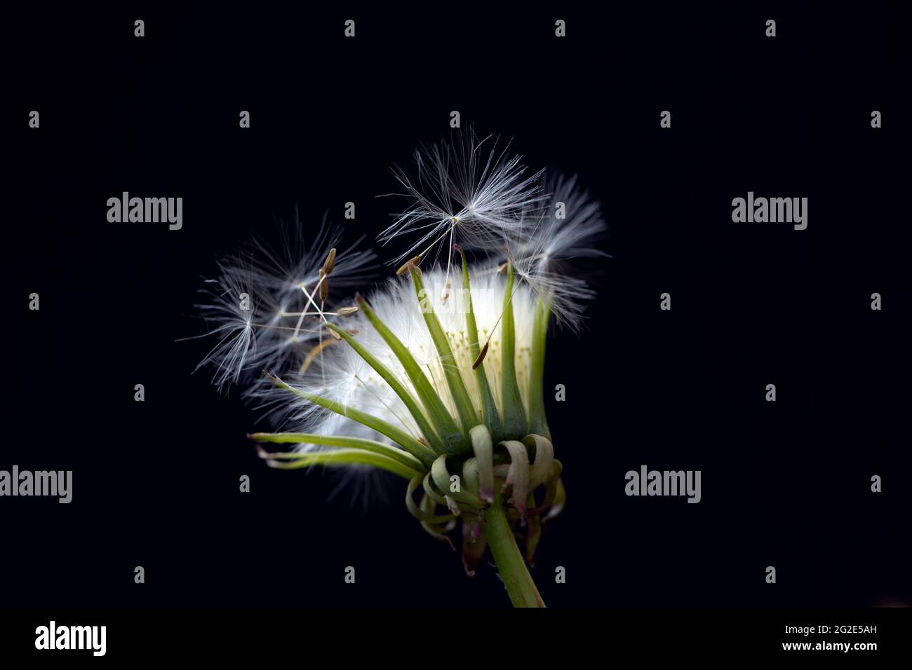 Palla di fiori, dente di leone (genere Taraxacum) Foto Stock