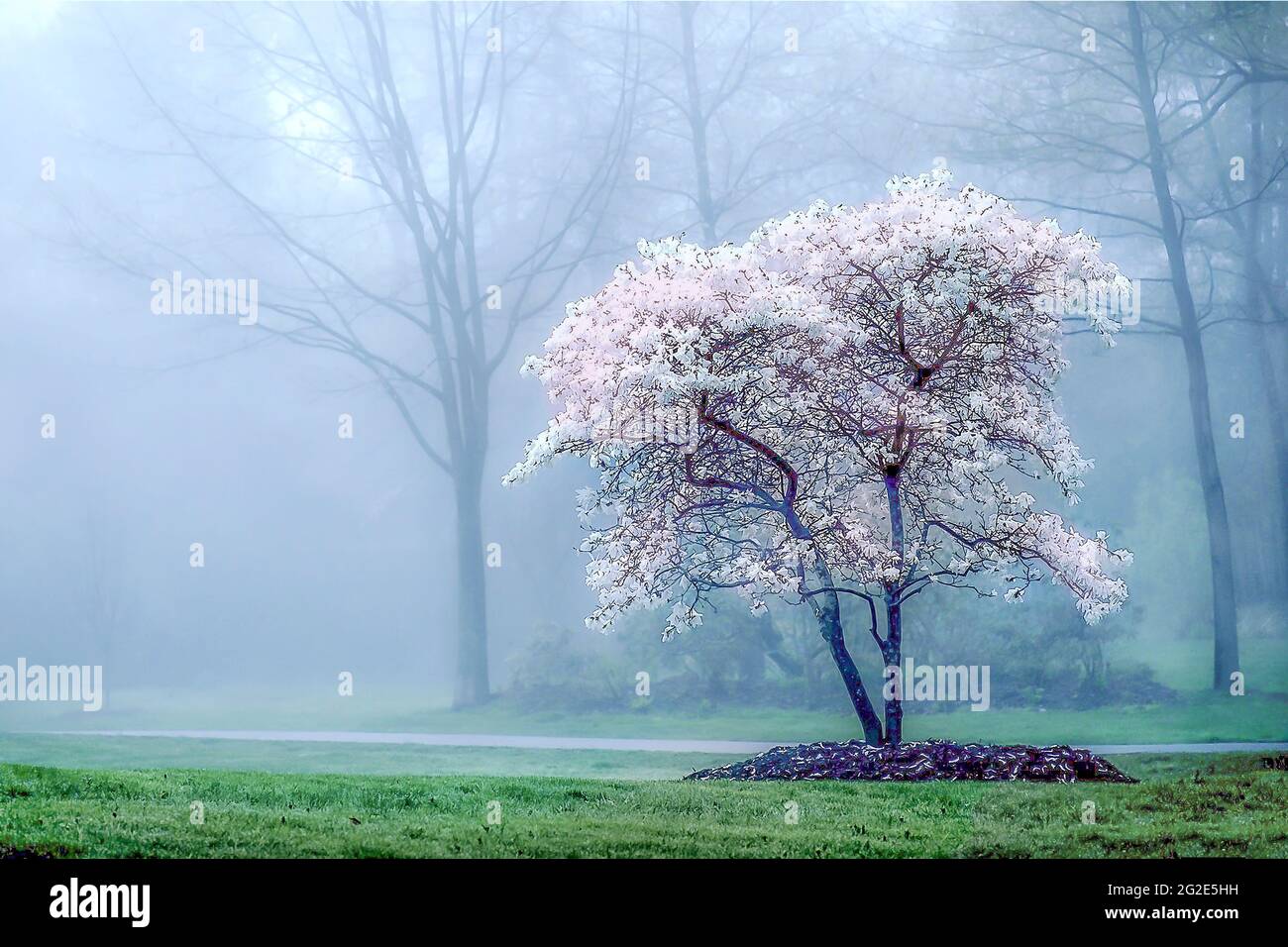 Albero ornamentale fiorito in Thailandia Foto Stock