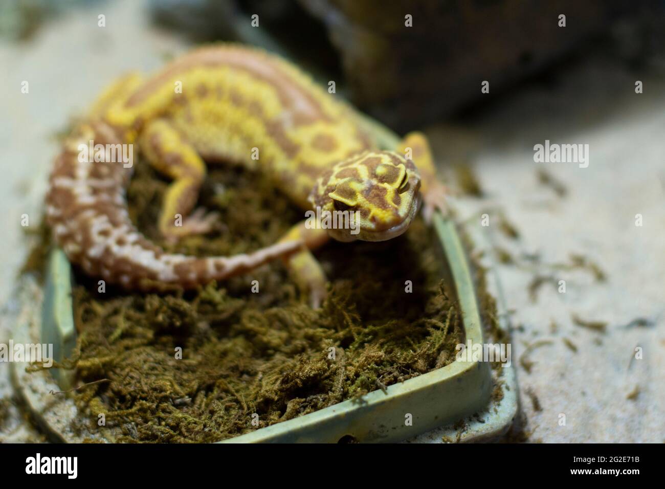 Lucertola nel terrario. Cura delle lucertole. Therarium per mantenere un  rettile. L'animale domestico è una lucertola a sangue freddo Foto stock -  Alamy