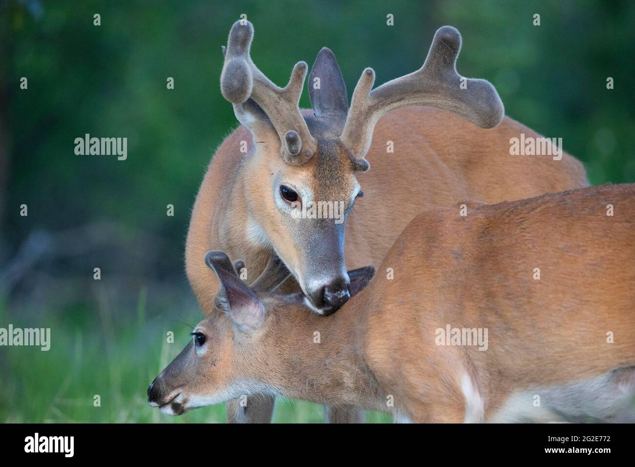 Capriolo dalla coda bianca con corna di velluto in primavera che cura un piccolo buck (Odocoileus virginianus) Foto Stock