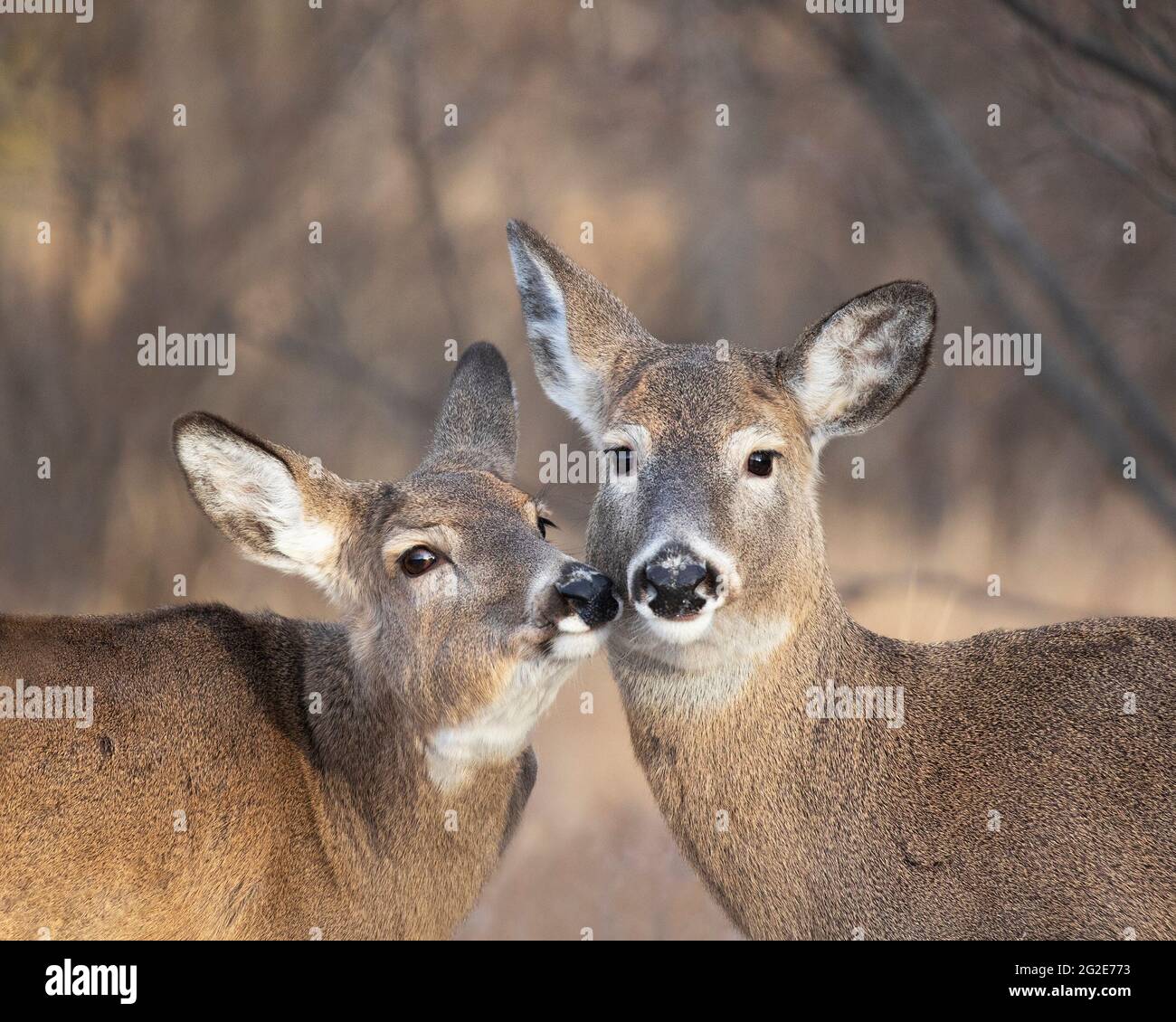 Cervi dalla coda bianca con teste insieme (Odocoileus virginianus) Foto Stock