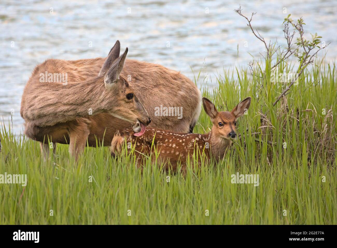 Il capriolo mulo si addolora su un prato allagato accanto al fiume Bow a Calgary, Alberta, Canada Foto Stock