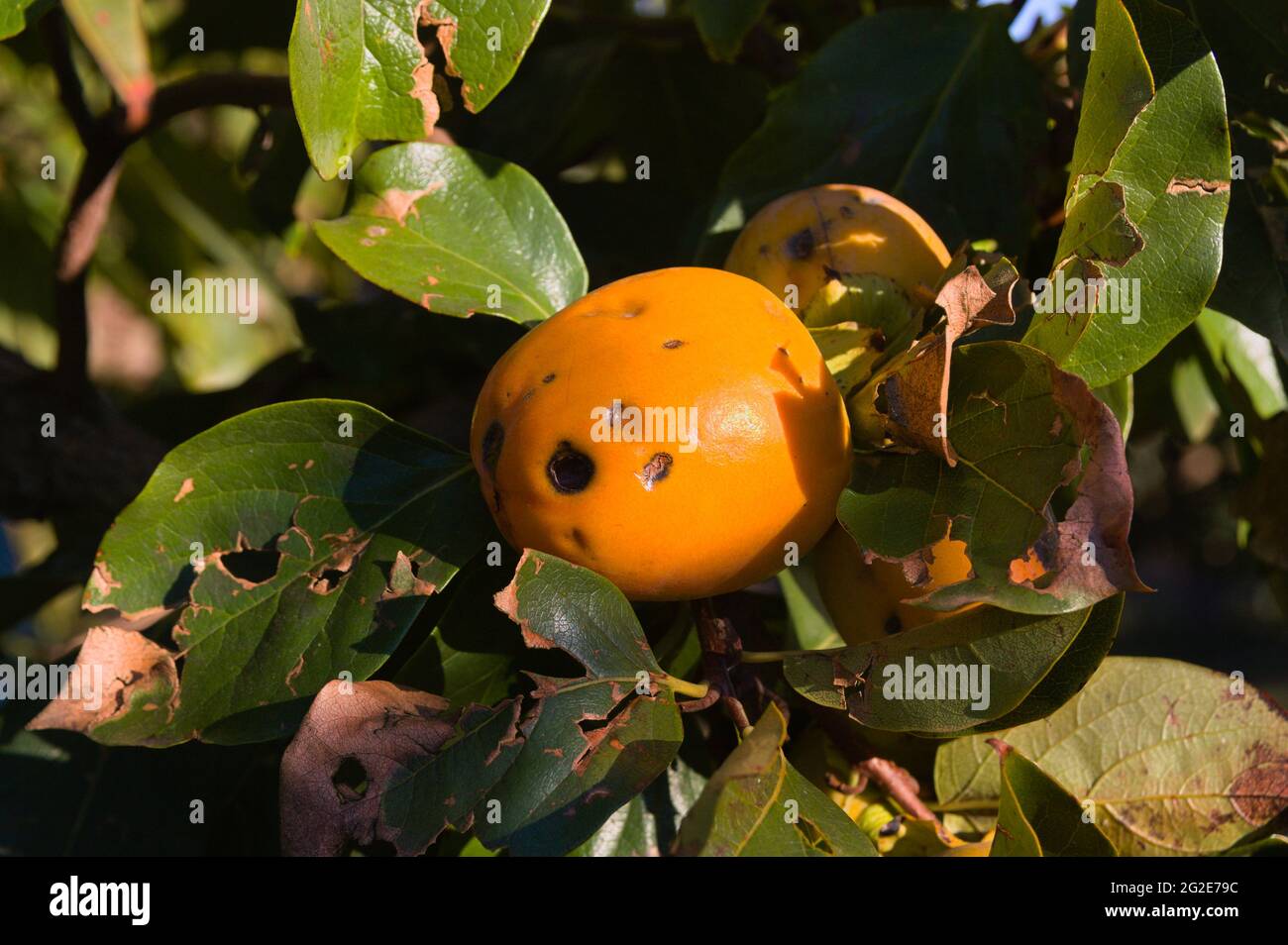Primo piano di un frutto persimmone che ha subito l'azione di una pesante tempesta di grandine che ha perforato le foglie dell'albero e causato gravi danni a t. Foto Stock