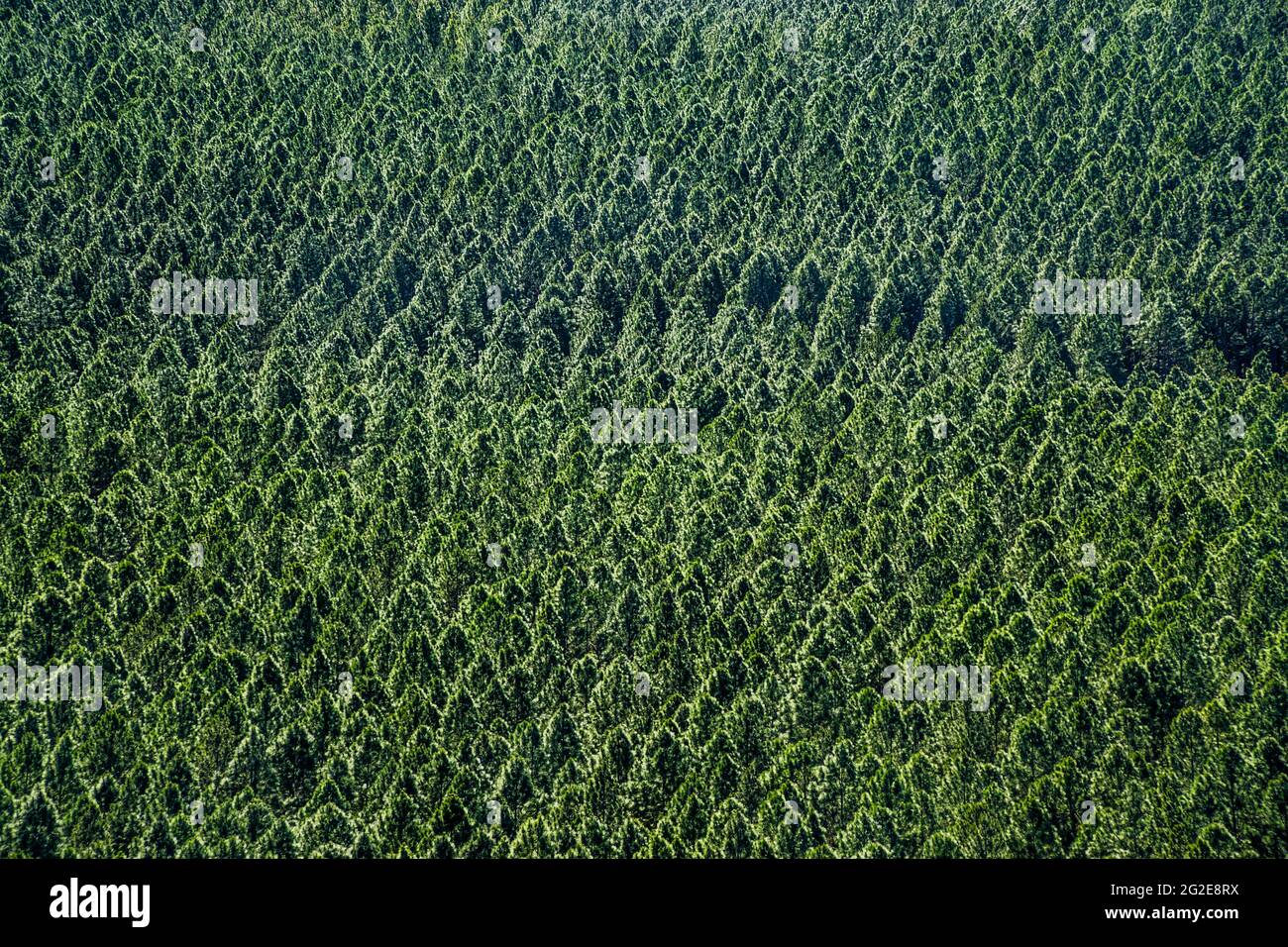piantagioni di pino della foresta statale viste dal punto di osservazione di Wild Horse Mountain, Beerburrum East state Forest, Sunshine Coast hinterland, Queensland, Australia Foto Stock