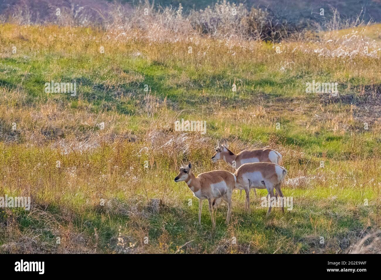 Pronghorn, Antilocapra americana, sul Mixed Grass Prairie del Wind Cave National Park, South Dakota, USA Foto Stock