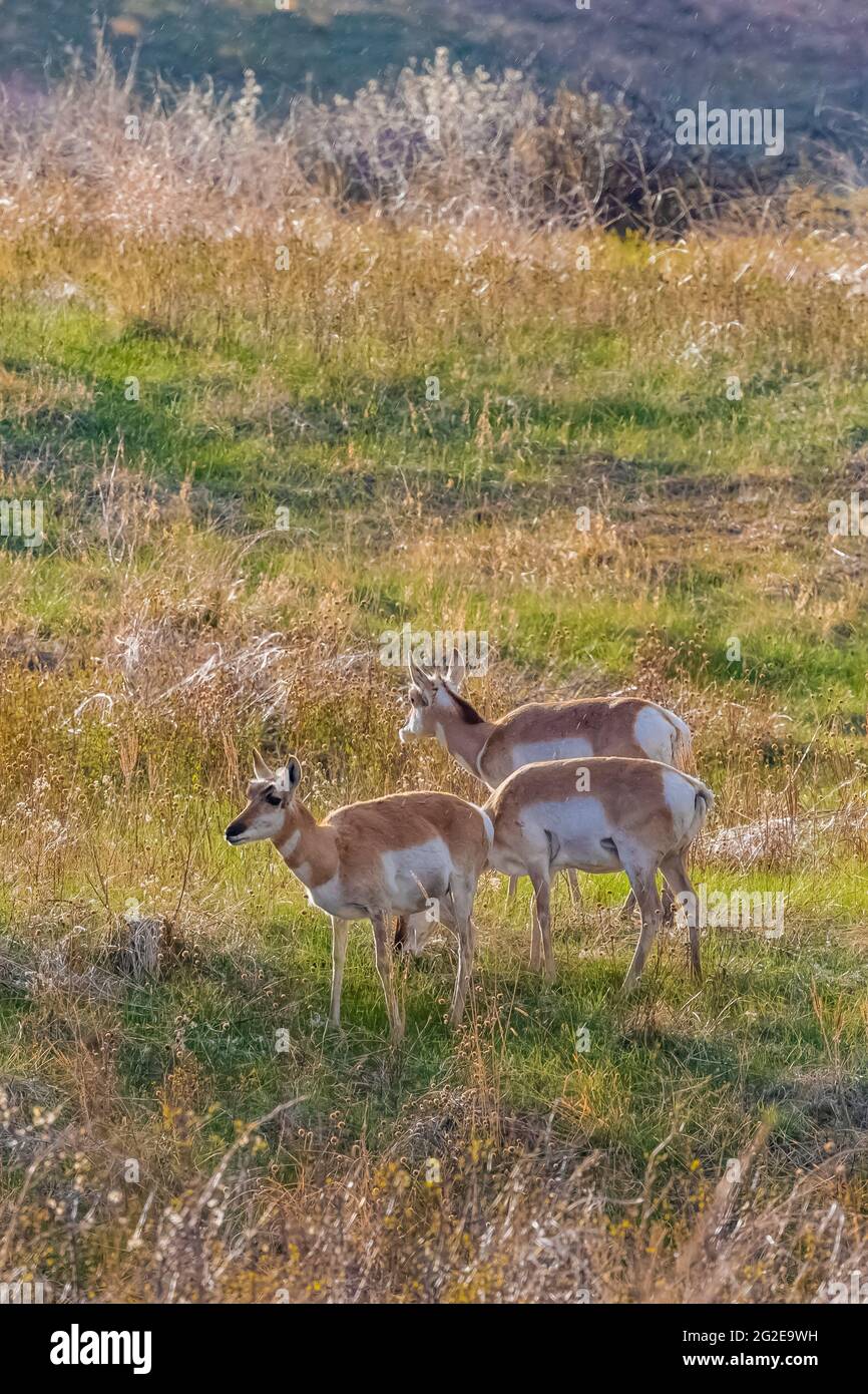 Pronghorn, Antilocapra americana, sul Mixed Grass Prairie del Wind Cave National Park, South Dakota, USA Foto Stock