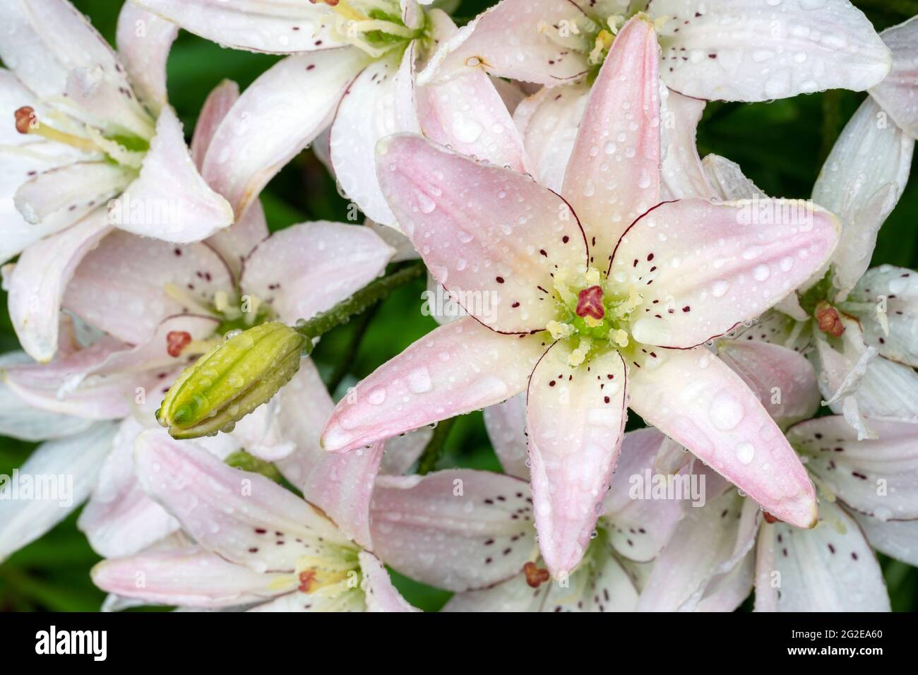 Asiatic Lily (Lilium Spring Pink) - Asheville, Carolina del Nord, Stati Uniti Foto Stock