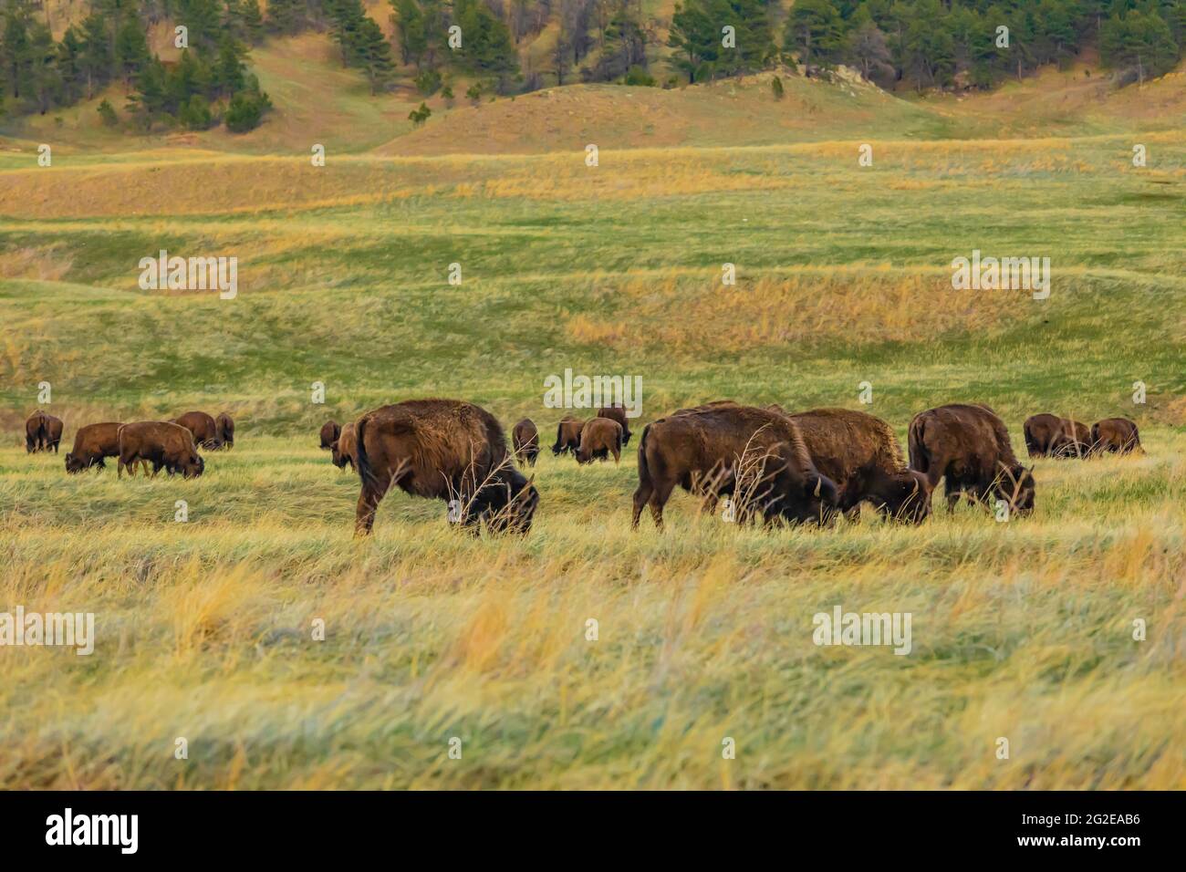 American Bison o Buffalo, Bison Bison, sulle praterie del Wind Cave National Park, South Dakota, USA Foto Stock American Bison o Buffalo, Bison Bison, sulle praterie del Wind Cave National Park, South Dakota, USA Foto Stock