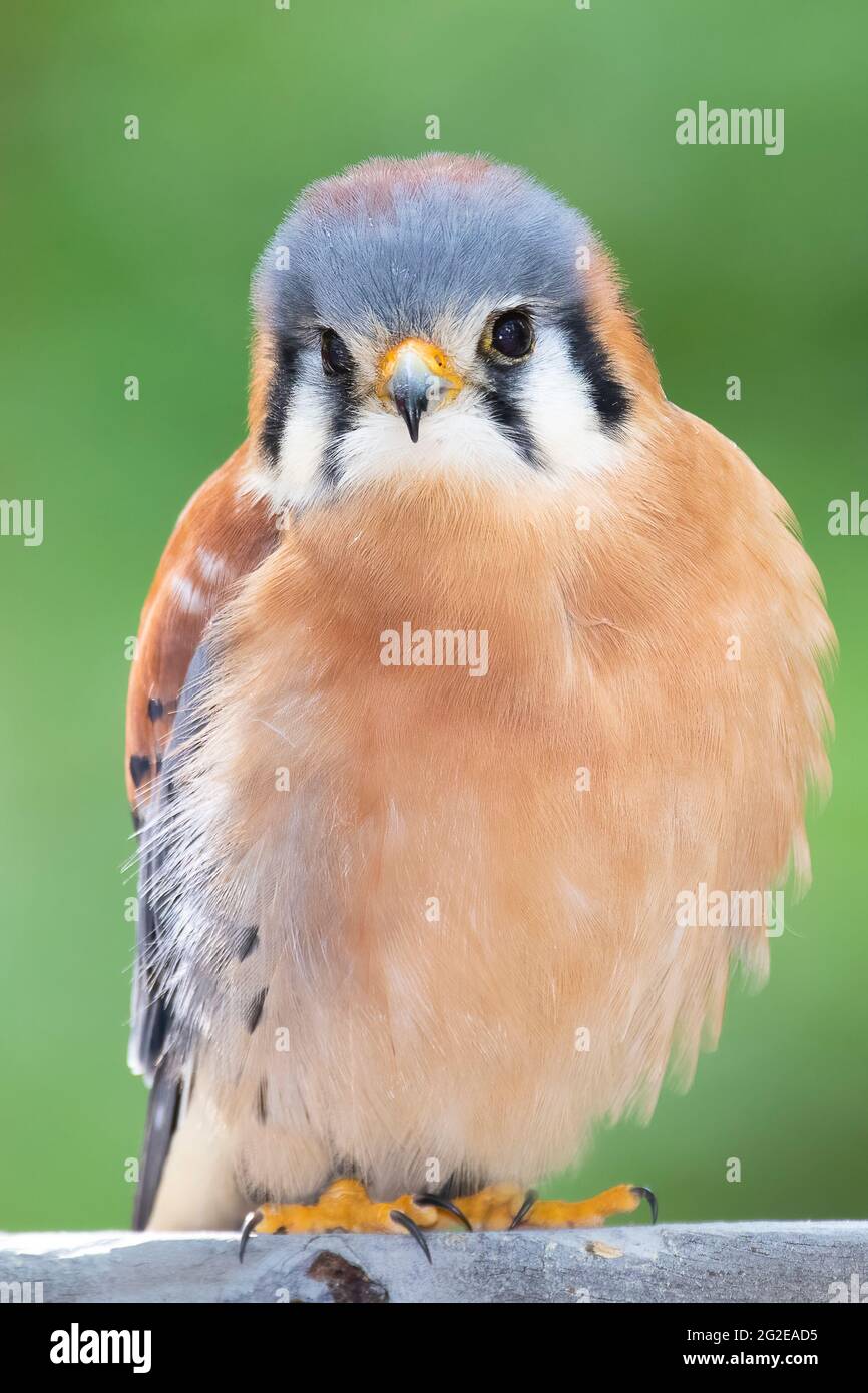 American Kestrel (maschio) Foto Stock