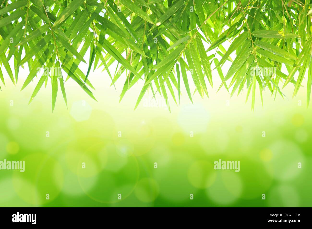 Bambù verde foglia sfondo astratto Foto Stock