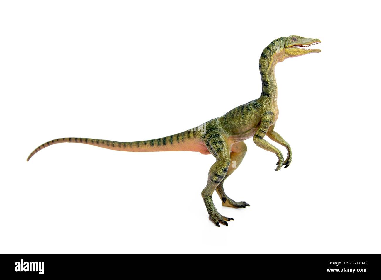 Compsognathus o Compy è un dinosauro teropodo carnivoro di genere più  piccolo del mondo. Isolato su sfondo bianco Foto stock - Alamy