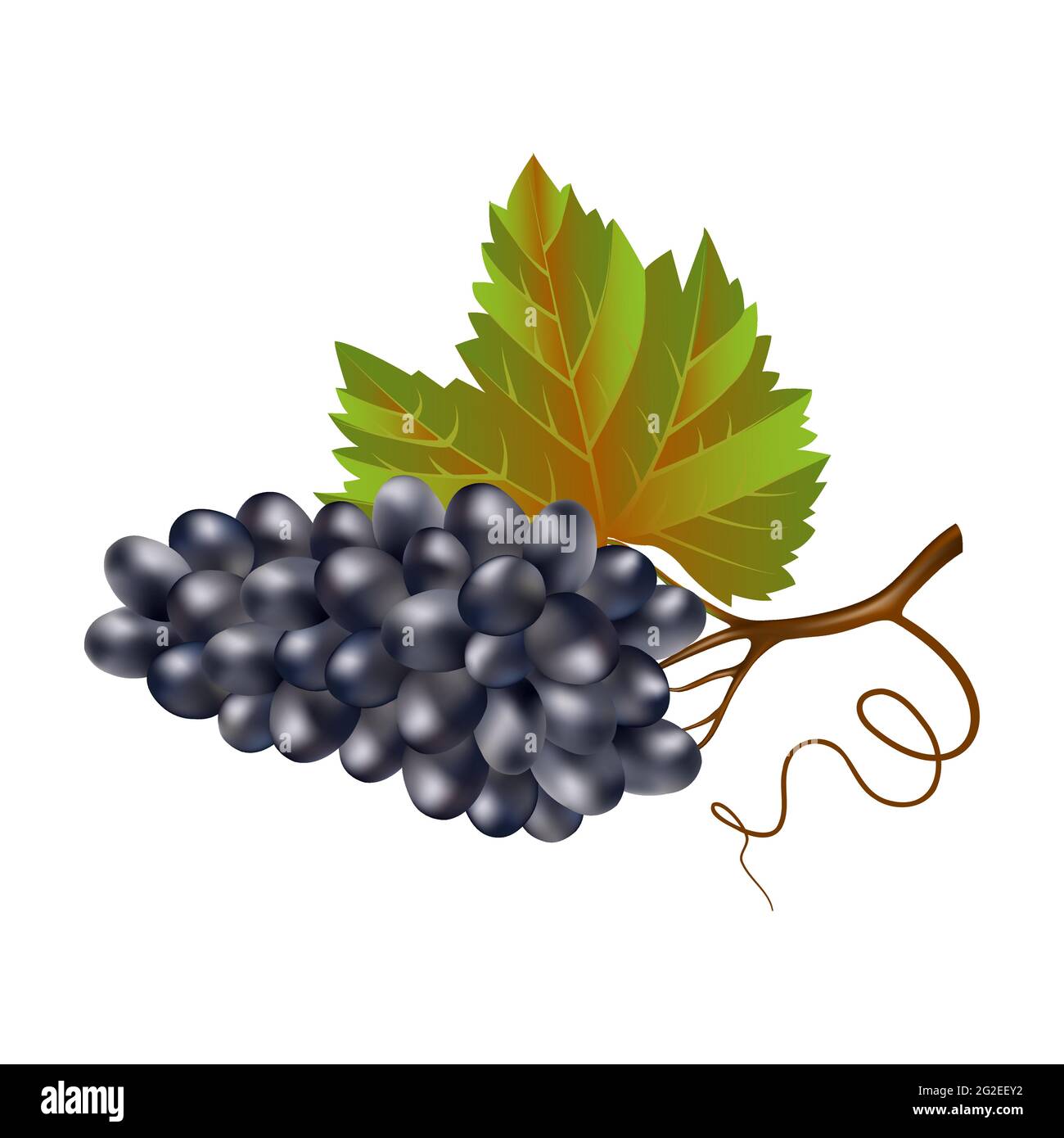 Vino blu uve mature con una foglia su fondo bianco. Un mazzo di uve viola da vicino. Bacche di vino. Raccolto agricolo per la vinificazione. Per il logo, Illustrazione Vettoriale