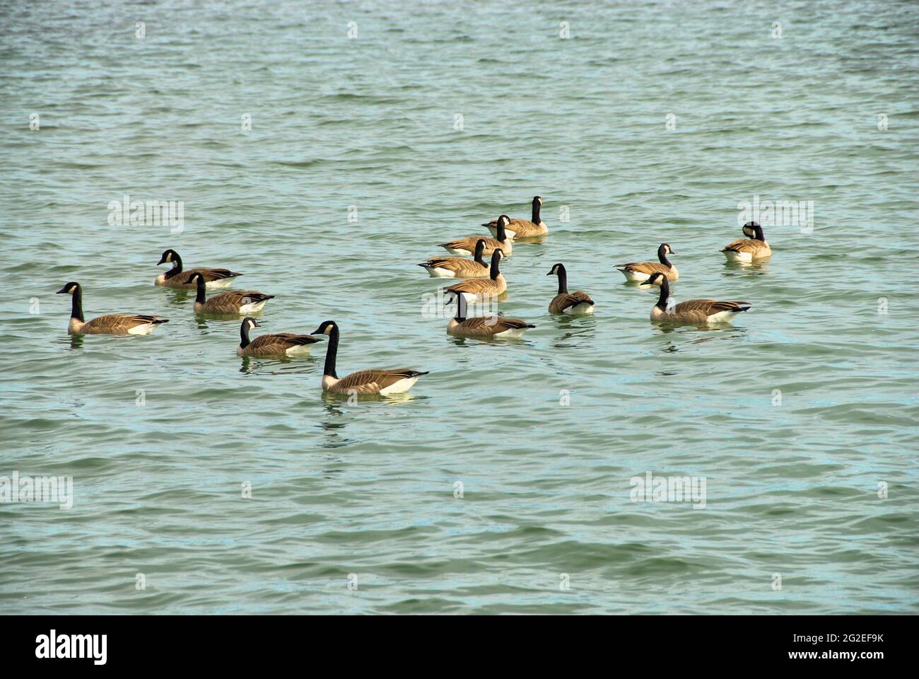 Un gruppo di oche canadesi adulti che nuotano nel Lago superiore 'in Thunder Bay Ontario, Canada, in una giornata di sole. Foto Stock