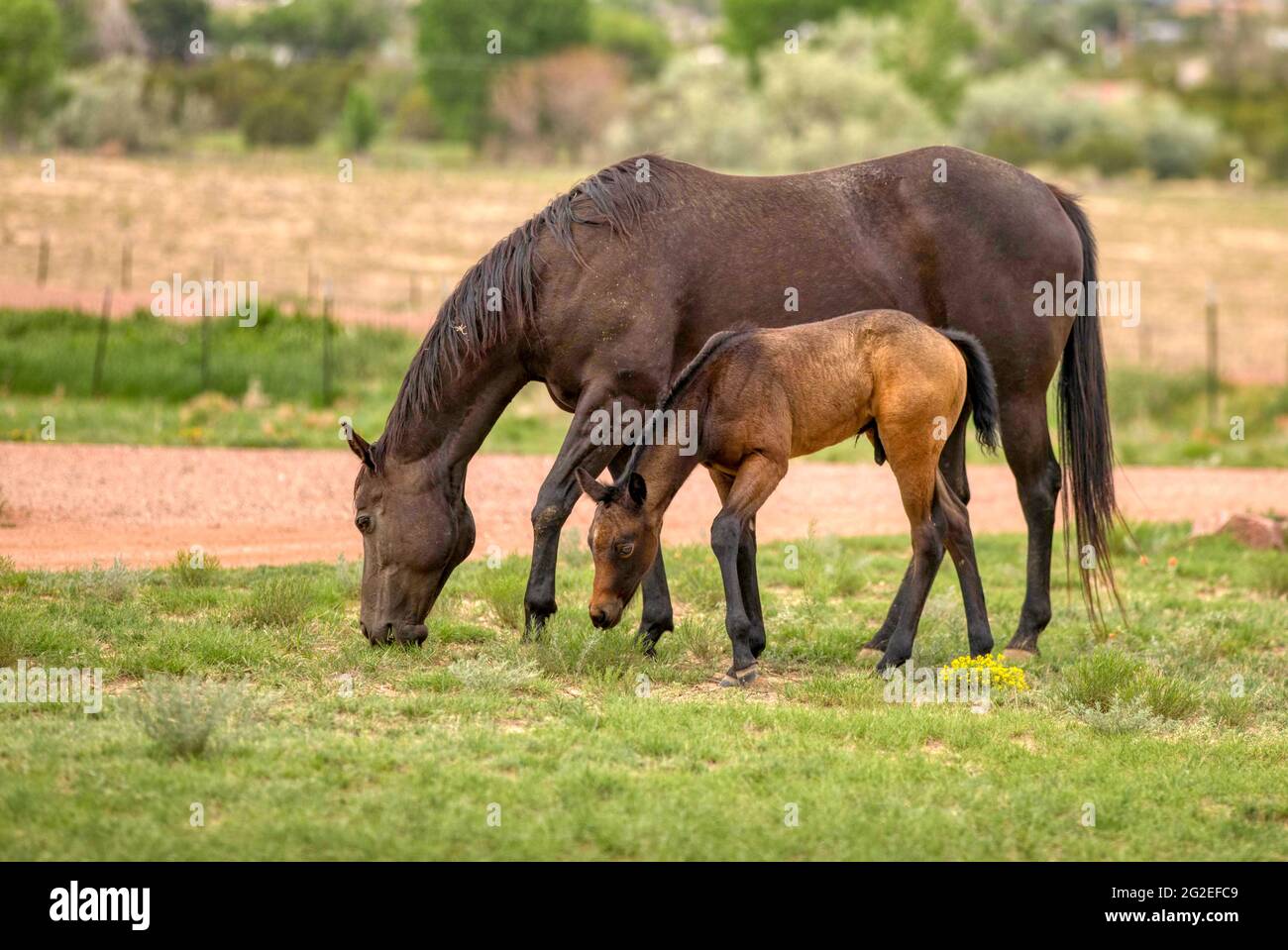 Cavalla e puledro Foto Stock
