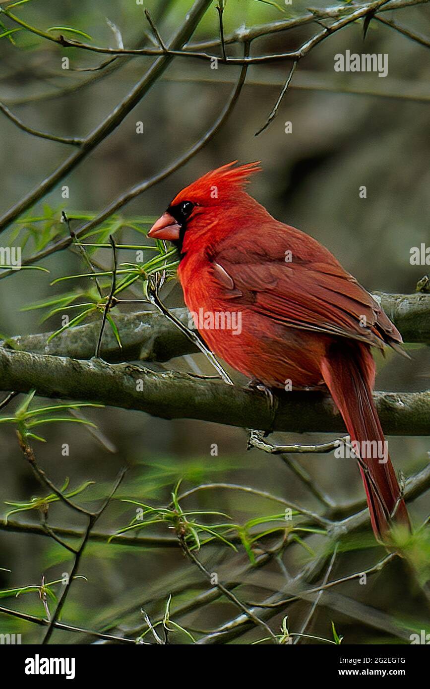 Primo piano di un cardinale settentrionale arroccato su un ramo di albero Foto Stock