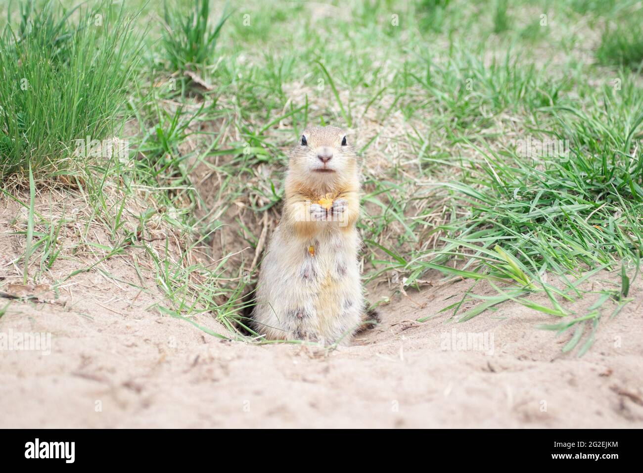 Gopher selvatico che mangia carota. Un groundhog seduto al suo burrow sull'erba. Foto Stock